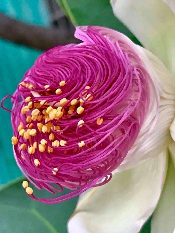 見たことのない花です